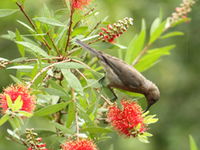 Book Dysart Accommodation Vacations Attractions Melbourne Attractions Melbourne