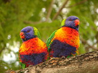 Book Middlemount Accommodation Vacations Attractions Melbourne Attractions Melbourne