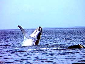 Whale Watching - Attractions Melbourne 0