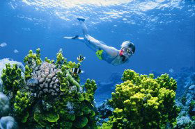 Wheeler Reef Dive Site - Attractions Melbourne 0