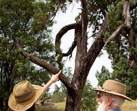 Charleville - Outback Native Timber Walk