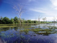 Tyto Wetlands