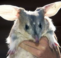 Charleville - Bilby Experience - Attractions Melbourne