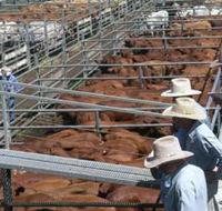 Dalrymple Sales Yards - Cattle Sales - Attractions Melbourne