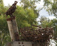 Blackall Sculpture Trail