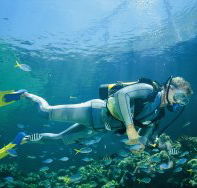 Manta Ray Bommie Dive Site - Attractions Melbourne