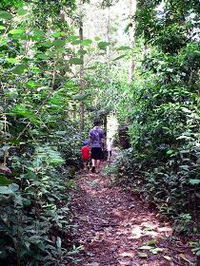 Malanda Falls Rainforest Walk Malanda Falls Conservation Park