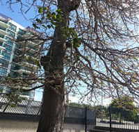 The Leichhardt Tree - Attractions Melbourne