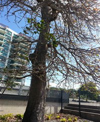 The Leichhardt Tree