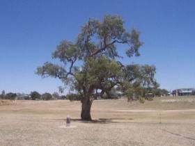 Historic Coolabah Tree - Attractions Melbourne 0