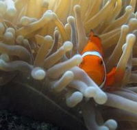 Flat Rock Dive Site - Attractions Melbourne