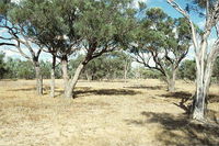 Forest Den National Park