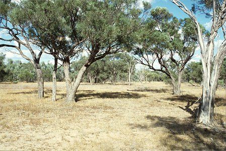 Forest Den National Park - Attractions Melbourne 0