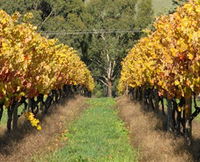 Wild Dog Winery  Restaurant