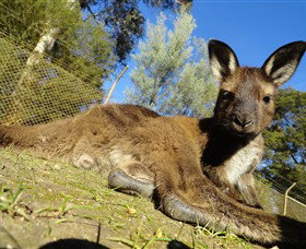 Ballarat Wildlife Park - Attractions Melbourne 0