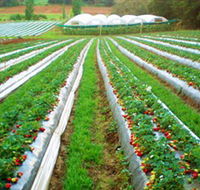 Kookaberry Strawberry Farm - Attractions Melbourne