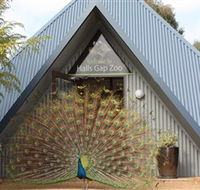 Halls Gap Zoo - Attractions Melbourne