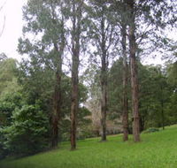 Mount Dandenong Arboretum - Attractions Melbourne