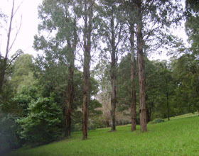 Mount Dandenong Arboretum - Attractions Melbourne 0