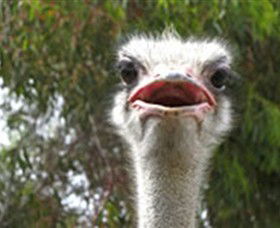 The Vault - Hastings Ostrich Farms & Crown Exotic Leather - Attractions Melbourne 0