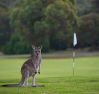 Anglesea Golf Club - Attractions Melbourne