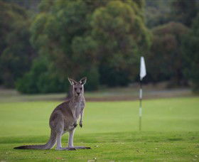 Anglesea Golf Club - Attractions Melbourne 0
