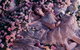 The Australian Ballet - thumb 1