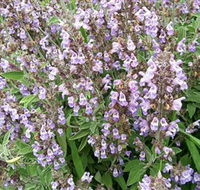 Otway Herbs - Attractions Melbourne