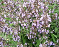 Otway Herbs