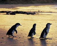 Book Ventnor Accommodation Vacations Attractions Melbourne Attractions Melbourne