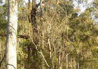 Warby-Ovens National Park