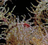 Point Danger Marine Sanctuary - Attractions Melbourne