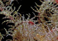 Point Danger Marine Sanctuary