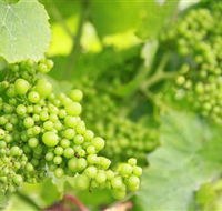 Waratah Hills Vineyard - Attractions Melbourne