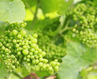 Waratah Hills Vineyard