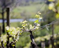 Coldstream Hills