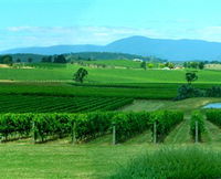 Acacia Ridge Vineyard
