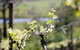 Michelini Wines - thumb 0