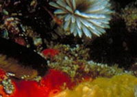 Point Cooke Marine Sanctuary