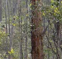 Heathcote-Graytown National Park - Attractions Melbourne