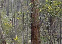 Heathcote-Graytown National Park