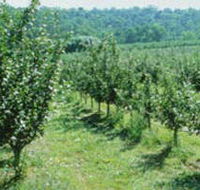 Pettys Orchard - Attractions Melbourne