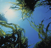 Marengo Reefs Marine Sanctuary - Attractions Melbourne