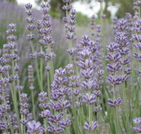 Warratina Lavender Farm - Attractions Melbourne