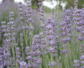Warratina Lavender Farm - Attractions Melbourne 0