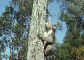 Creswick Regional Park - Attractions Melbourne 0