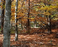 RJ Hamer Arboretum