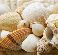 Anglesea Beach Club - Attractions Melbourne