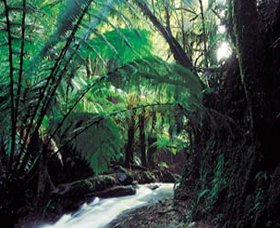 Melba Gully - Attractions Melbourne 0