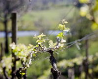 Eldridge Estate of Red Hill